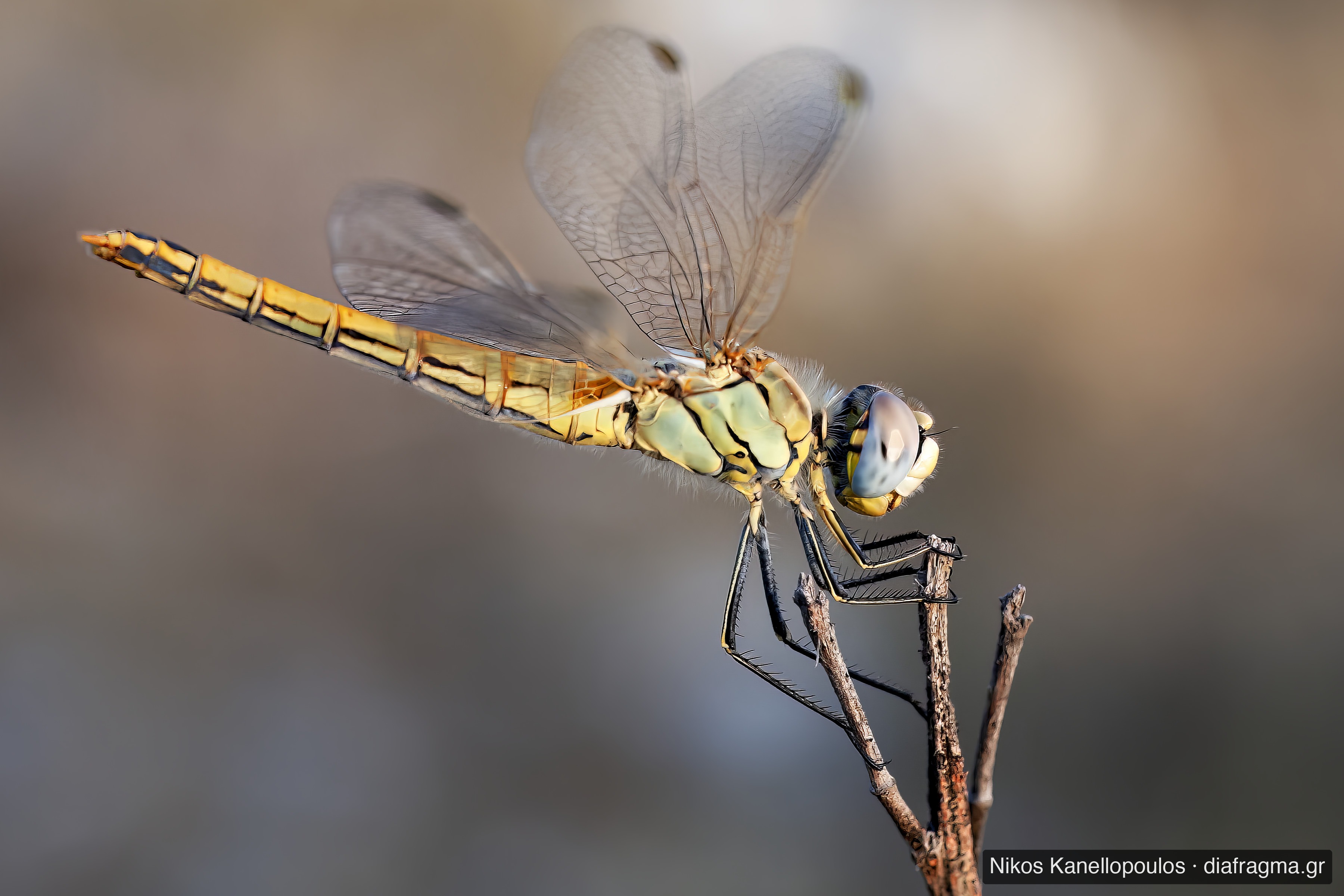 Sympetrum sanguineum