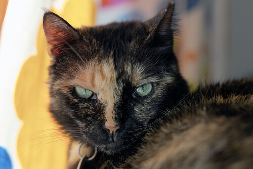 My cat